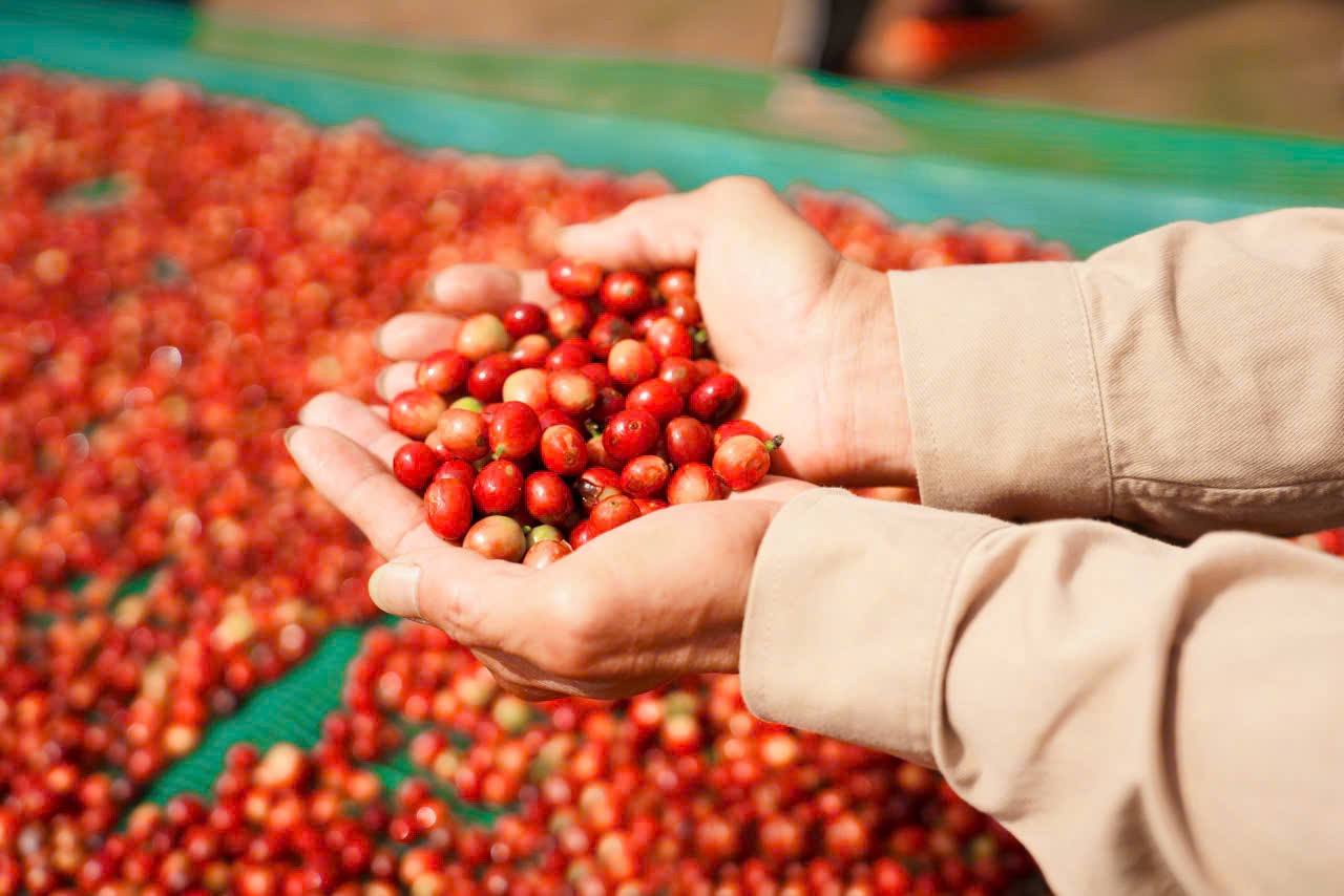 C&agrave; ph&ecirc; Khe Sanh l&agrave; sự kết hợp ho&agrave;n hảo giữa thổ nhưỡng m&agrave;u mỡ v&agrave; kh&iacute; hậu l&yacute; tưởng